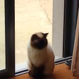 Picture of cat found at Amanlis