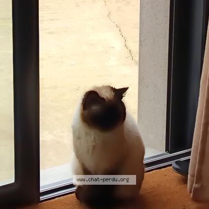 Photo 1/1 Found cat Found in Amanlis