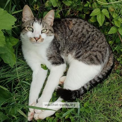 Photo 1/1 Sacha Chat lost in Carennac