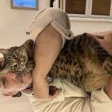 Picture of cat lost at Cavaillon