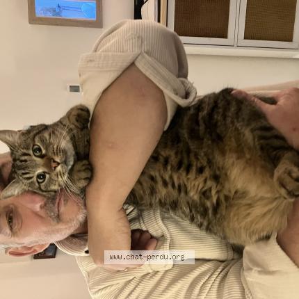 Photo 1/1 Boulette Chat lost in Cavaillon