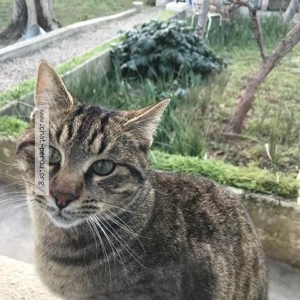 Photo 1/6 Boulette Chat lost in Cavaillon