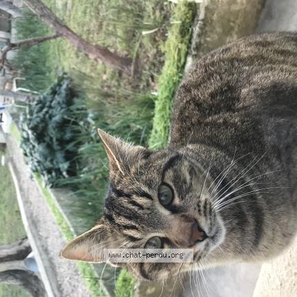 Photo 2/6 Boulette Chat lost in Cavaillon