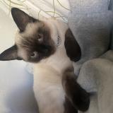 Picture of cat lost at Montpellier