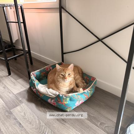 Photo 1/1 Mango Chat lost in Tourcoing