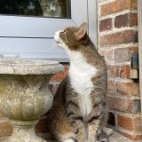 Picture of cat lost at Sens