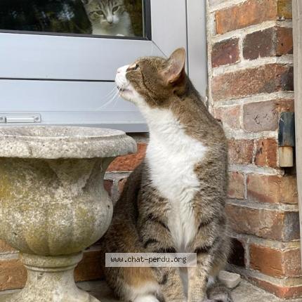 Photo 1/1 Chabo Chat lost in Sens