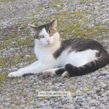 Photo 1/1 Found cat Found in Saint paul de jarrat