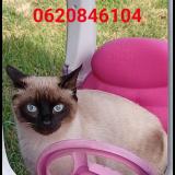 Picture of cat lost at Bouc Bel Air