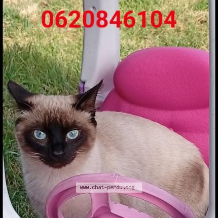 Photo 1/1 Alba Chat lost in Bouc bel air