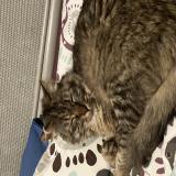 Picture of cat lost at Montpellier