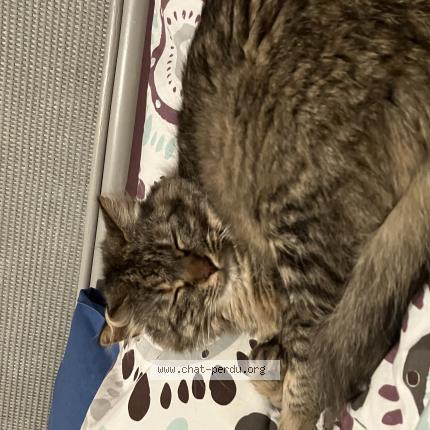 Photo 1/1 Nami Chat lost in Montpellier