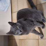 Picture of cat found at Puget Theniers