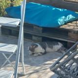 Picture of cat found at Bernis