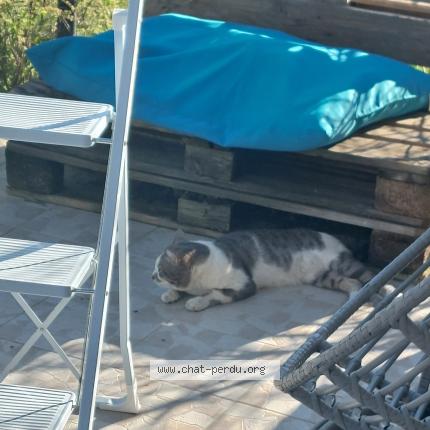 Photo 1/1 Found cat Found in Bernis