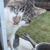 Picture of cat found at Trelaze