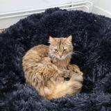 Picture of cat lost at Vresse Sur Semois