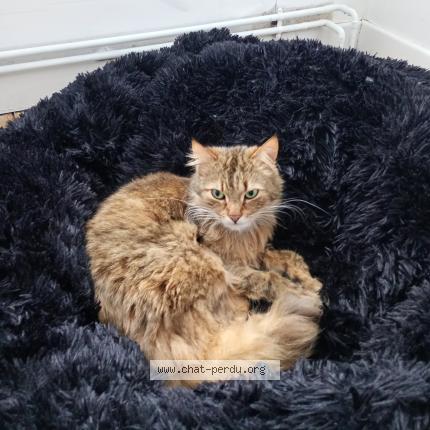 Photo 1/1 Eden Chat lost in Vresse sur semois