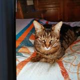 Picture of cat lost at Faverdines