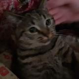 Picture of cat lost at Conde Sur L Escaut