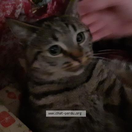 Photo 1/1 Zia Chat lost in Conde sur l escaut