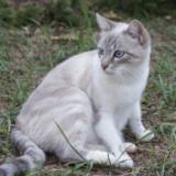 Picture of cat found at Roncq