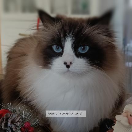 Photo 1/1 Rebelle Chat lost in Cannes