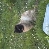 Picture of cat found at Saint Denis En Val