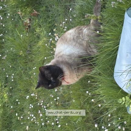 Photo 1/1 Found cat Found in Saint denis en val