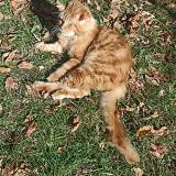 Picture of cat lost at La Brede