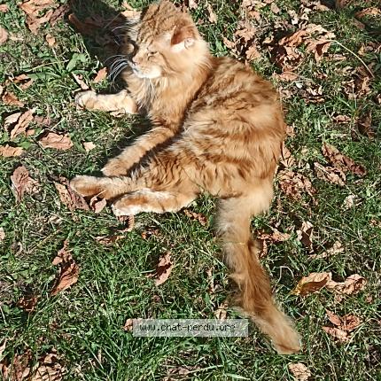 Photo 1/1 LINXI Chat lost in La brede