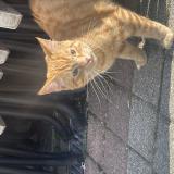 Picture of cat found at Cran Gevrier