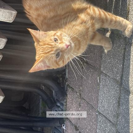 Photo 1/1 Found cat Found in Cran gevrier