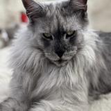 Picture of cat lost at Cornebarrieu