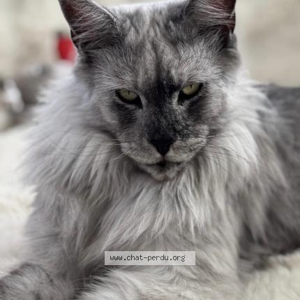 Photo 1/1 Yeti Chat lost in Cornebarrieu