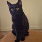 Picture of cat lost at Arras