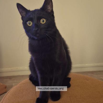 Photo 1/1 Neko Chat lost in Arras