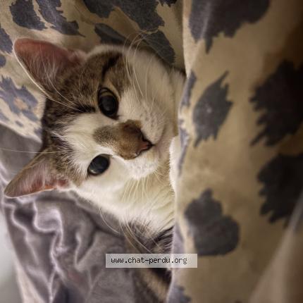 Photo 1/1 Eliott Chat lost in Moreuil