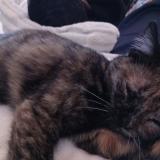 Picture of cat lost at Besancon