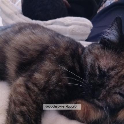 Photo 1/1 Baya Chat lost in Besancon