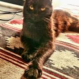 Picture of cat lost at Caba