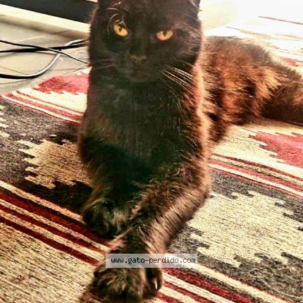 Photo 1/1 Uma Chat lost in Caba