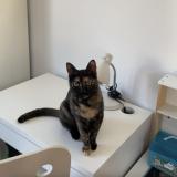 Picture of cat lost at Illkirch Graffenstaden