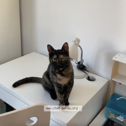 Photo 1/1 Obi Chat lost in Illkirch graffenstaden