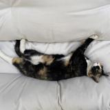 Picture of cat lost at Cenon