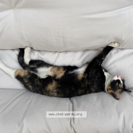 Photo 1/2 Berry Chat lost in Cenon