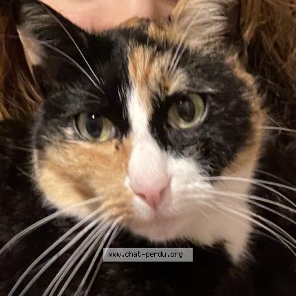 Photo 2/2 Berry Chat lost in Cenon