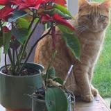 Picture of cat lost at Fosses