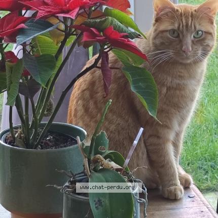 Photo 1/1 Wifi Chat lost in Fosses