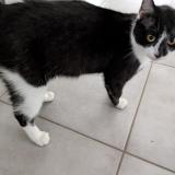 Picture of cat found at Terrasson Lavilledieu